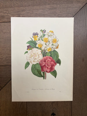 Brocante Gramon - Pierre-Joseph Redouté Botanical Rose Print – Camellias, Daffodils and Pansies