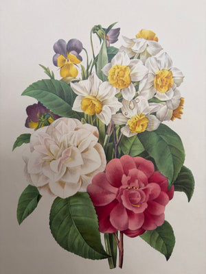 Brocante Gramon - Pierre-Joseph Redouté Botanical Rose Print – Camellias, Daffodils and Pansies