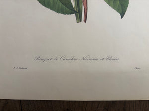 Brocante Gramon - Pierre-Joseph Redouté Botanical Rose Print – Camellias, Daffodils and Pansies