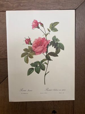 Brocante Gramon - Pierre-Joseph Redouté Botanical Rose Print – Thornless Turbine Rose