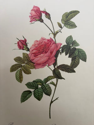 Brocante Gramon - Pierre-Joseph Redouté Botanical Rose Print – Thornless Turbine Rose