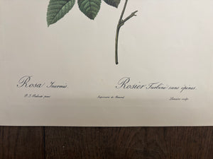 Brocante Gramon - Pierre-Joseph Redouté Botanical Rose Print – Thornless Turbine Rose