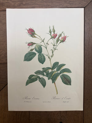 Brocante Gramon - Pierre-Joseph Redouté Botanical Rose Print – Évrat Rose