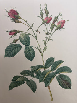 Brocante Gramon - Pierre-Joseph Redouté Botanical Rose Print – Évrat Rose