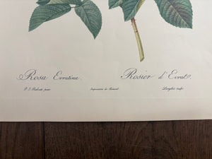 Brocante Gramon - Pierre-Joseph Redouté Botanical Rose Print – Évrat Rose