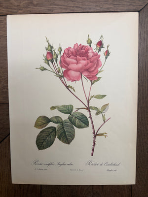 Brocante Gramon - Pierre-Joseph Redouté Botanical Rose Print – Cumberland Rose