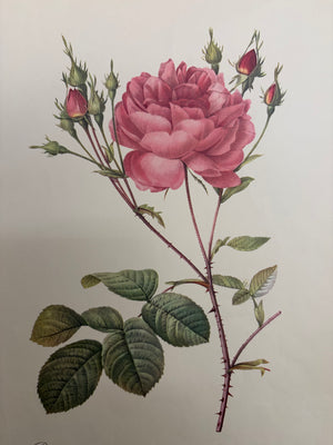Brocante Gramon - Pierre-Joseph Redouté Botanical Rose Print – Cumberland Rose