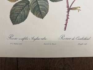 Brocante Gramon - Pierre-Joseph Redouté Botanical Rose Print – Cumberland Rose