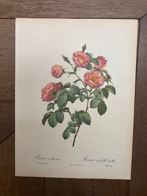 Brocante Gramon - Pierre-Joseph Redouté Botanical Rose Print – Soft-Leaved Rose