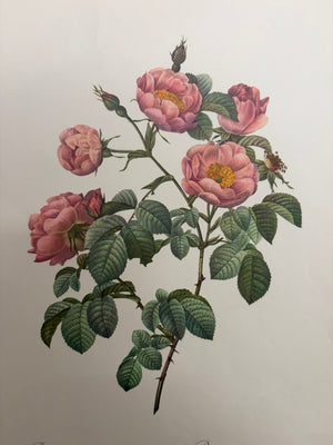 Brocante Gramon - Pierre-Joseph Redouté Botanical Rose Print – Soft-Leaved Rose