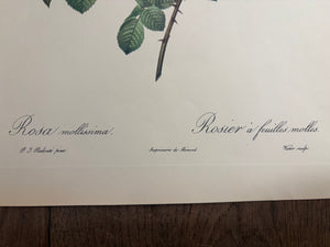 Brocante Gramon - Pierre-Joseph Redouté Botanical Rose Print – Soft-Leaved Rose