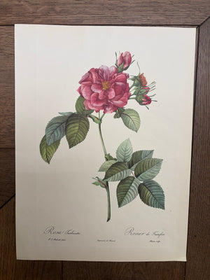 Brocante Gramon - Pierre-Joseph Redouté Botanical Rose Print – Frankfurt Rose