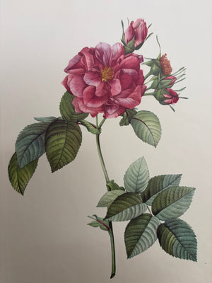 Brocante Gramon - Pierre-Joseph Redouté Botanical Rose Print – Frankfurt Rose