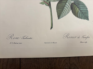 Brocante Gramon - Pierre-Joseph Redouté Botanical Rose Print – Frankfurt Rose