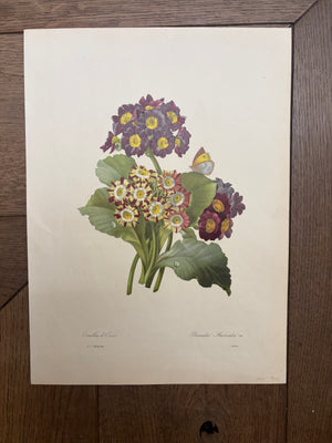 Brocante Gramon - Pierre-Joseph Redouté Botanical Rose Print – Auricula Primrose