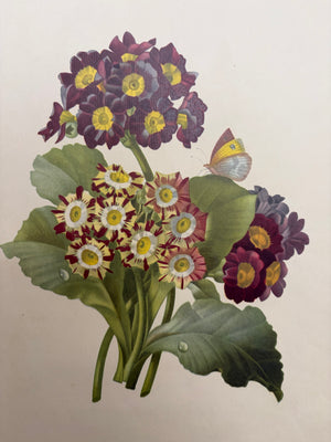 Brocante Gramon - Pierre-Joseph Redouté Botanical Rose Print – Auricula Primrose